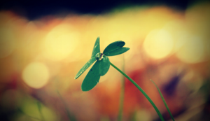 快船大胜猛龙,重返西部前四